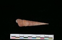 藏品(錐螺)的圖片